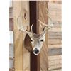 Image 1 : 4x4 Whitetail Shoulder Mount Taxidermy
