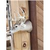 Image 2 : 4x4 Whitetail Shoulder Mount Taxidermy