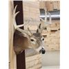 Image 3 : 4x4 Whitetail Shoulder Mount Taxidermy