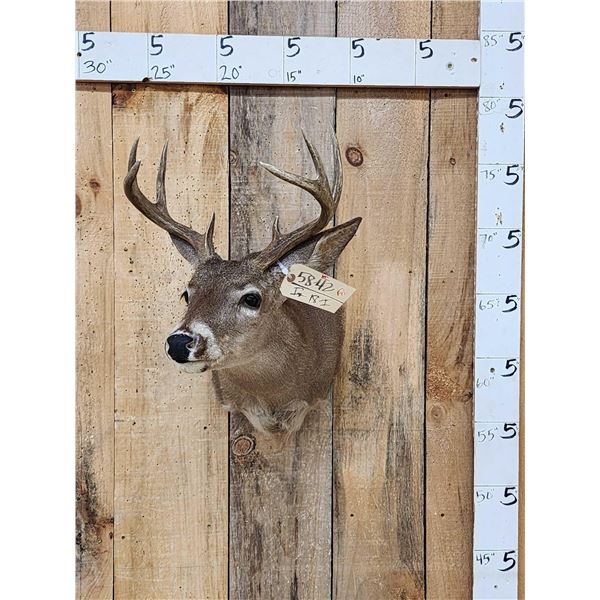 4x4 Coues Deer Taxidermy Mount