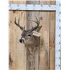 Image 1 : 4x4 Coues Deer Taxidermy Mount