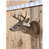 Image 2 : 4x4 Coues Deer Taxidermy Mount