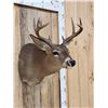 Image 3 : 4x4 Coues Deer Taxidermy Mount