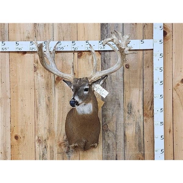 High 200 Class Whitetail Shoulder Mount Taxidermy