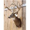 Image 2 : High 200 Class Whitetail Shoulder Mount Taxidermy