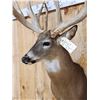 Image 3 : High 200 Class Whitetail Shoulder Mount Taxidermy