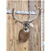 Image 4 : High 200 Class Whitetail Shoulder Mount Taxidermy