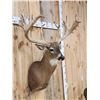 Image 5 : High 200 Class Whitetail Shoulder Mount Taxidermy
