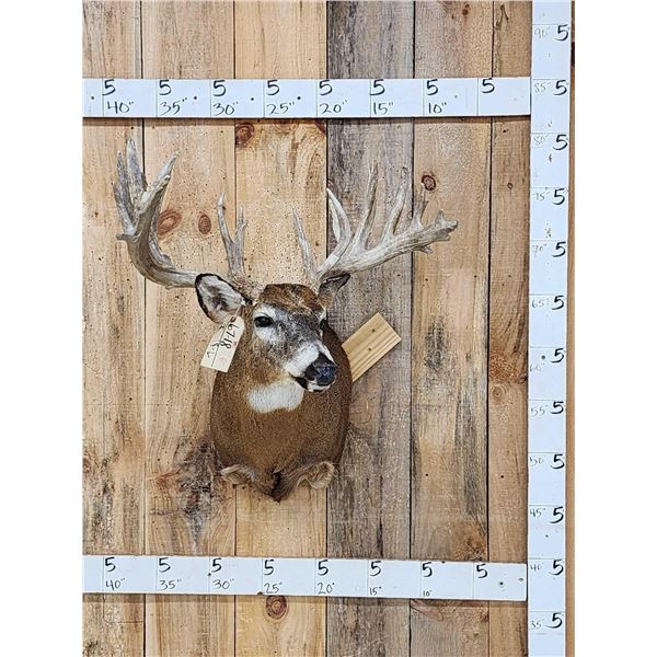 Big 200 Class Whitetail Shoulder Mount Taxidermy