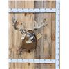 Image 1 : Big 200 Class Whitetail Shoulder Mount Taxidermy