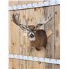 Image 2 : Big 200 Class Whitetail Shoulder Mount Taxidermy