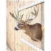 Image 3 : Big 200 Class Whitetail Shoulder Mount Taxidermy