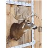 Image 5 : Big 200 Class Whitetail Shoulder Mount Taxidermy