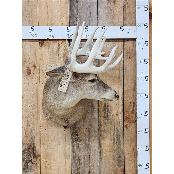 5x5 Whitetail Shoulder Mount Taxidermy