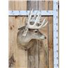 Image 1 : 5x5 Whitetail Shoulder Mount Taxidermy