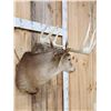 Image 2 : 5x5 Whitetail Shoulder Mount Taxidermy