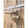 Image 3 : 5x5 Whitetail Shoulder Mount Taxidermy