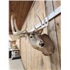 Image 4 : 5x5 Whitetail Shoulder Mount Taxidermy