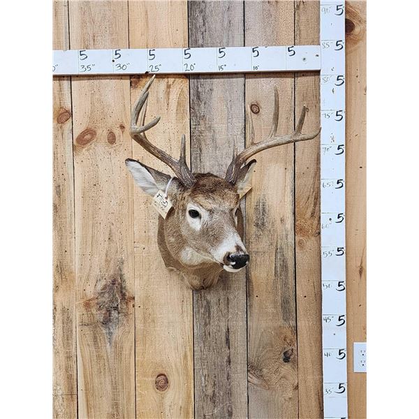 5x5 Whitetail Shoulder Mount Taxidermy