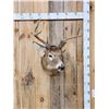 Image 1 : 5x5 Whitetail Shoulder Mount Taxidermy