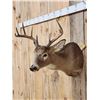 Image 2 : 5x5 Whitetail Shoulder Mount Taxidermy