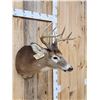 Image 3 : 5x5 Whitetail Shoulder Mount Taxidermy