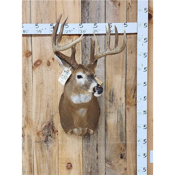Big Main Frame 5x5 Wild Whitetail Shoulder Mount Taxidermy