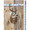 Image 1 : Big Main Frame 5x5 Wild Whitetail Shoulder Mount Taxidermy