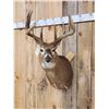 Image 2 : Big Main Frame 5x5 Wild Whitetail Shoulder Mount Taxidermy