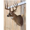 Image 3 : Big Main Frame 5x5 Wild Whitetail Shoulder Mount Taxidermy