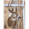 Image 4 : Big Main Frame 5x5 Wild Whitetail Shoulder Mount Taxidermy