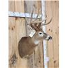 Image 5 : Big Main Frame 5x5 Wild Whitetail Shoulder Mount Taxidermy