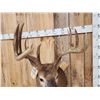 Image 6 : Big Main Frame 5x5 Wild Whitetail Shoulder Mount Taxidermy