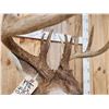 Image 7 : Big Main Frame 5x5 Wild Whitetail Shoulder Mount Taxidermy