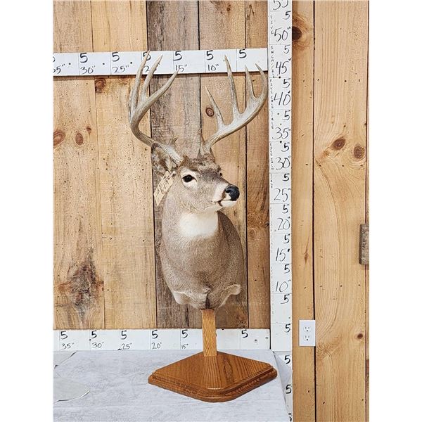 Main Frame 5x5 Whitetail Table Top Pedestal Taxidermy Mount