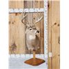 Image 1 : Main Frame 5x5 Whitetail Table Top Pedestal Taxidermy Mount
