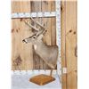 Image 2 : Main Frame 5x5 Whitetail Table Top Pedestal Taxidermy Mount