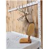 Image 3 : Main Frame 5x5 Whitetail Table Top Pedestal Taxidermy Mount
