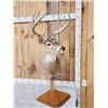 Image 4 : Main Frame 5x5 Whitetail Table Top Pedestal Taxidermy Mount