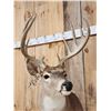 Image 5 : Main Frame 5x5 Whitetail Table Top Pedestal Taxidermy Mount
