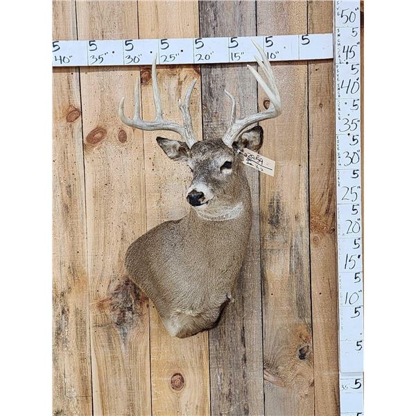 4x4 Whitetail Shoulder Mount Taxidermy