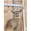 Image 2 : 4x4 Whitetail Shoulder Mount Taxidermy
