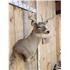 Image 3 : 4x4 Whitetail Shoulder Mount Taxidermy