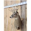 Image 4 : 4x4 Whitetail Shoulder Mount Taxidermy
