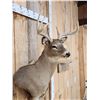 Image 5 : 4x4 Whitetail Shoulder Mount Taxidermy