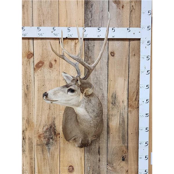 3x3 Mule Deer Shoulder Mount Taxidermy