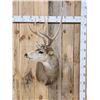 Image 1 : 3x3 Mule Deer Shoulder Mount Taxidermy