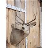 Image 2 : 3x3 Mule Deer Shoulder Mount Taxidermy