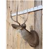 Image 3 : 3x3 Mule Deer Shoulder Mount Taxidermy