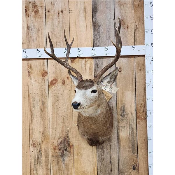 4x4 Mule Deer Shoulder Mount Taxidermy